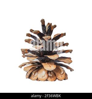Kegel des Nadelbaums isoliert auf weiß Stockfoto