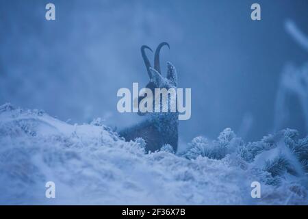 Gämsen Wildziege in Winterlandschaft. Wilde Bergszene Stockfoto