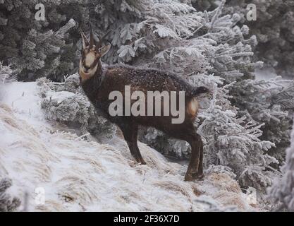 Gämsen Wildziege in Winterlandschaft. Wilde Bergszene Stockfoto