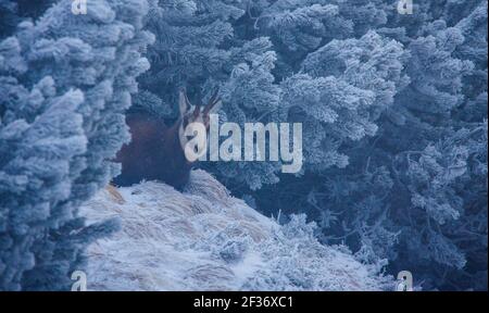 Gämsen Wildziege in Winterlandschaft. Wilde Bergszene Stockfoto