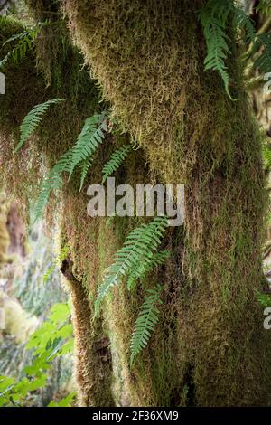 Detail der grünen Fern Wedel, die aus mosbedeckten Bäumen wachsen Pacific Northwest Rainforest Stockfoto