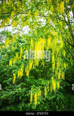 Gelbe Blüten von Acacia dealbata Baum in sonnigen Frühlingstag Stockfoto
