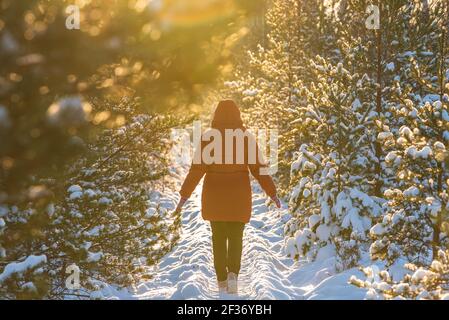 Im Winter führen schneebedeckte Fichten und ein von der Sonne erleuchteter Fußgängerweg durch eine Reihe von Natur Stockfoto