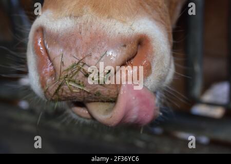 Limousin Rinder in der Schweiz Stockfoto