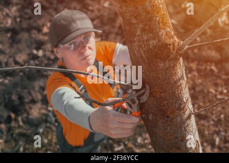 Weibliche Gärtnerin mit Beschneidung Scheren, um die Walnussbaum Zweige in Obstgarten schneiden, selektive Fokus Stockfoto