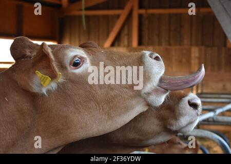 Limousin Rinder in der Schweiz Stockfoto