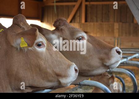 Limousin Rinder in der Schweiz Stockfoto