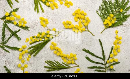 Muster mit Frühling Mimosa Fehler flach legen auf hellen Hintergrund Stockfoto