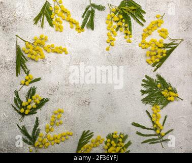 Rahmen mit Frühling Mimosen Blumen flach auf hellen Hintergrund liegen Stockfoto
