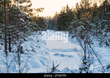 Im Winter ein schneebedecktes Moor und ein gefrorener Graben aber Neben dem Graben viele kleine Kiefern und Fichten voll Von Schnee Stockfoto