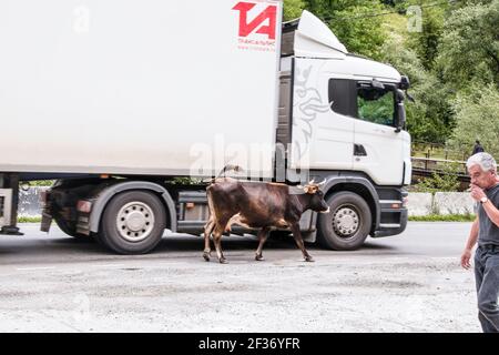 7-16-2019 Military Highway Georgia Russian semi long Haul Truck on Straße in Georgien mit Milchkuh, die neben und Mann läuft Rauchen Zigarette beim herauspazieren Stockfoto