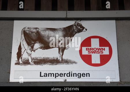 Limousin Rinder in der Schweiz Stockfoto