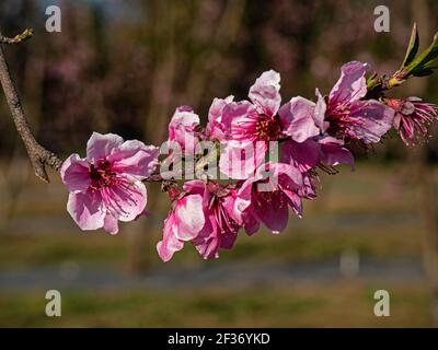 Kirschblüten in Linden, Kalifornien Stockfoto