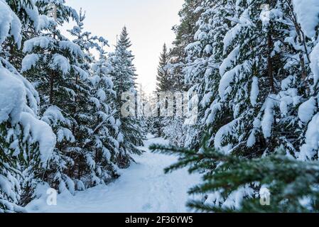 Feine Kiefernzweige schneiten mit Schnee in kleinen Fächern ruhig Im Wind gefroren, so dass keine Flocke von der Grüne Nadelzweige fallen ab Stockfoto