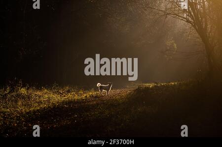 Ein Hund, der in Sonnenstrahlen auf die Bäume im Droke Forest in der Nähe von East Dean, West Sussex wartet Stockfoto