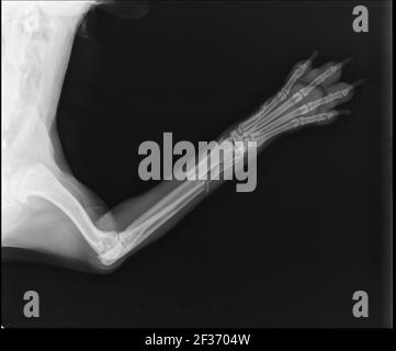 Dog X Ray zeigt Radius und Ulna Fraktur. Kraniale Ansicht Stockfoto
