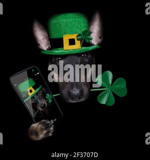 st patricks Tag Bull Terrier Hund mit glücklichen Klee isoliert auf schwarzem dunklen dramtischen Hintergrund, Selfie Stockfoto