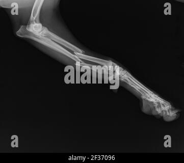 Dog X Ray zeigt Radius und Ulna Fraktur. Laterale Ansicht Stockfoto