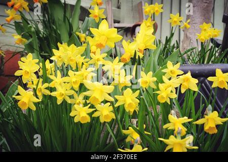 Zwerg Tate-a-tete Narzissen 'Narcissus' in Blüte Stockfoto