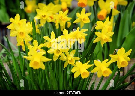 Zwerg Tate-a-tete Narzissen 'Narcissus' in Blüte Stockfoto