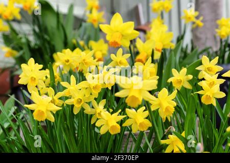 Zwerg Tate-a-tete Narzissen 'Narcissus' in Blüte Stockfoto