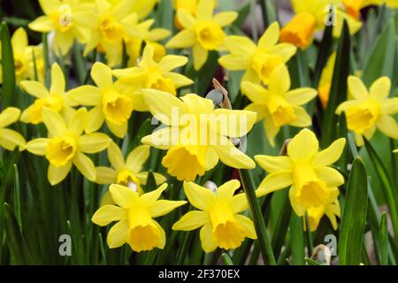 Zwerg Tate-a-tete Narzissen 'Narcissus' in Blüte Stockfoto