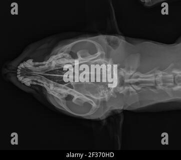 Hund Schädel X Ray. Dorsale Ventro-Exposition Stockfoto