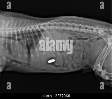 Dog Abdominal X Ray zeigt Fremdkörper im Magen. Laterale Ansicht Des Abdominalen Röntgenbildes Des Hundes Stockfoto