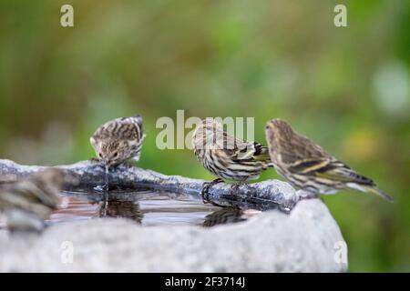 Pine Siskins im Hinterhof Vogelbad Stockfoto