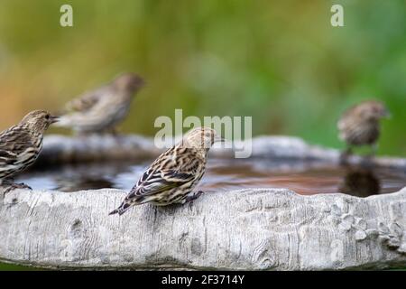 Pine Siskins im Hinterhof Vogelbad Stockfoto