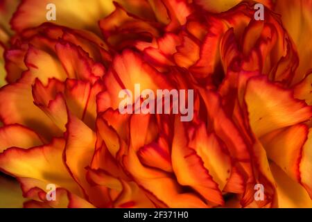nelkenblüten in Nahaufnahme Stockfoto