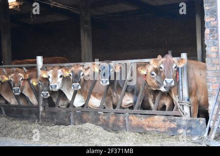 Jersey Kühe auf Tarbrax Farm, Shotts, Lanarkshire, Schottland Stockfoto