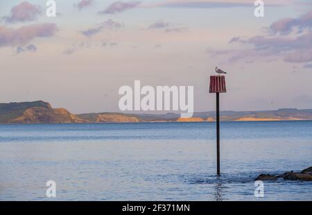 Lyme Regis, Dorset, Großbritannien. 15th. März 2021. UK Wetter: Eine Möwe auf einem Marker mit Blick auf die Jurassic Küste und Golden Cap kurz vor Sonnenuntergang. Die Klippen von West Bay und Burton Bradstock in der Ferne leuchten Gold in der späten Abendsonne. Kredit: Celia McMahon/Alamy Live Nachrichten. Stockfoto