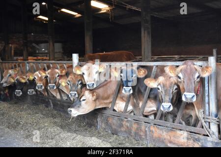 Jersey Kühe auf Tarbrax Farm, Shotts, Lanarkshire, Schottland Stockfoto