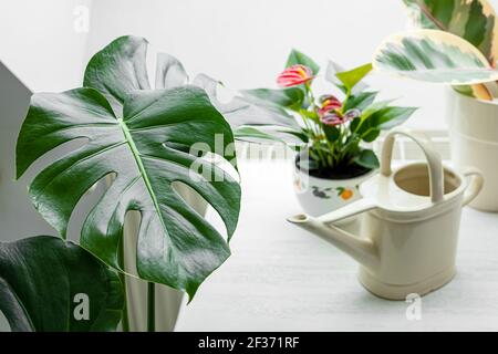 Home Pflanzen und Gießkanne im Innenraum mit Tageslicht, Verbindung mit der Natur und Home Gardening Konzept Stockfoto