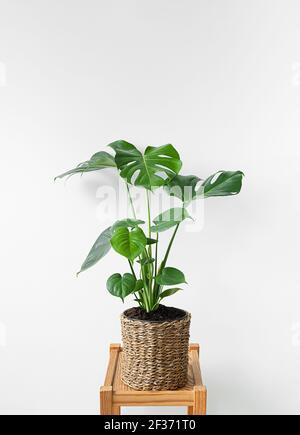 Schöne Monstera auf einem Holztisch in einer Korbblüte Pot isoliert auf weißem Hintergrund Stockfoto