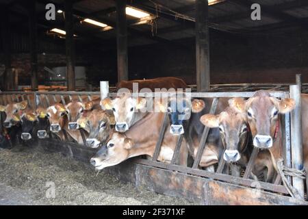 Jersey Kühe auf Tarbrax Farm, Shotts, Lanarkshire, Schottland Stockfoto