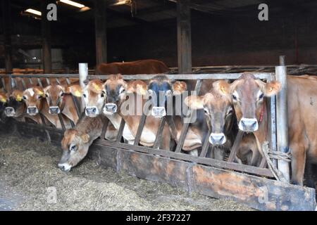 Jersey Kühe auf Tarbrax Farm, Shotts, Lanarkshire, Schottland Stockfoto