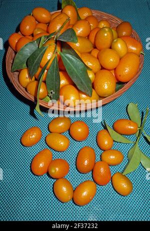 Kumquat Früchte (fortunella margarita) auf dem Korb Stockfoto