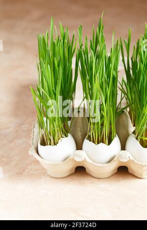 Grüne Weizensprossen in Eierschalen in einem Papptablett. Osterdekorationen. Osterei. Frühlingskomposition. Natürliche Ostereier mit Weizengras. Styli Stockfoto
