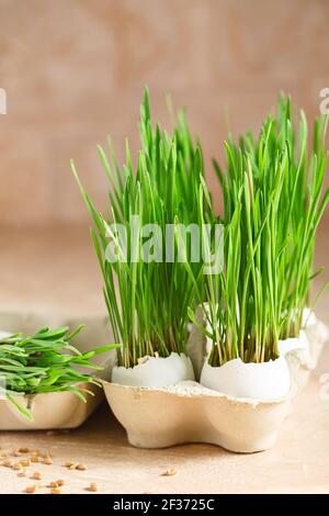 Grüne Weizensprossen in Eierschalen in einem Papptablett. Osterdekorationen. Osterei. Frühlingskomposition. Natürliche Ostereier mit Weizengras. Styli Stockfoto