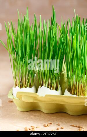 Grüne Weizensprossen in Eierschalen in einem Papptablett. Osterdekorationen. Osterei. Frühlingskomposition. Natürliche Ostereier mit Weizengras. Styli Stockfoto