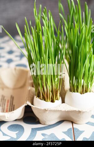 Grüne Weizensprossen in Eierschalen in einem Papptablett. Osterdekorationen. Osterei. Frühlingskomposition. Natürliche Ostereier mit Weizengras. Styli Stockfoto