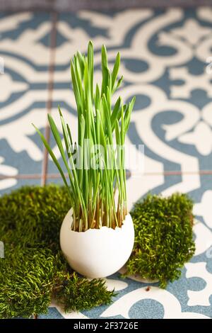 Grüne Weizensprossen in Eierschalen in einem Papptablett. Osterdekorationen. Osterei. Frühlingskomposition. Natürliche Ostereier mit Weizengras. Styli Stockfoto