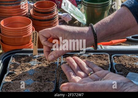 Frau, die Marmande-Tomatensamen, Solanum lycopersicum aussaat, wiederverwendet Plastikbehälter aus einem Gartencenter, um zu vermeiden, dass sie auf Deponien landen. Stockfoto