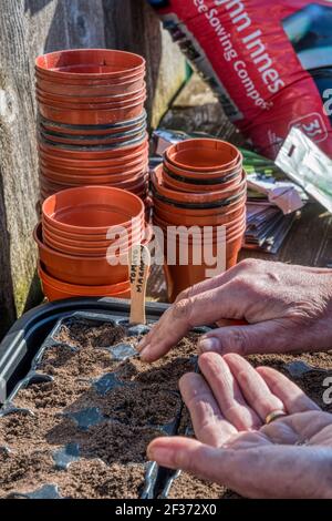 Frau, die Marmande-Tomatensamen, Solanum lycopersicum aussaat, wiederverwendet Plastikbehälter aus einem Gartencenter, um zu vermeiden, dass sie auf Deponien landen. Stockfoto