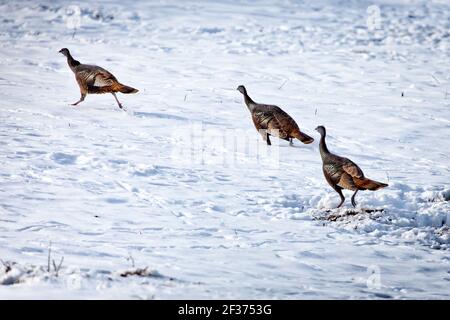 Wilde Türkei, (Meleagris gallopavo) Stockfoto