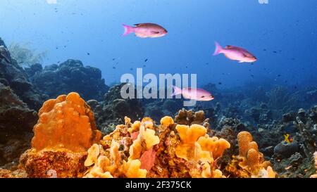 Schule von Creole Wrasse in Korallenriff des Karibischen Meeres, Curacao Stockfoto