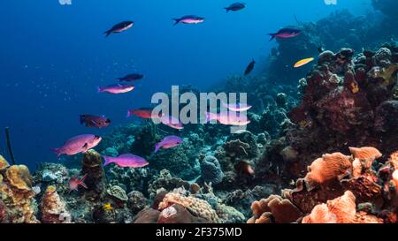 Schule von Creole Wrasse in Korallenriff des Karibischen Meeres, Curacao Stockfoto