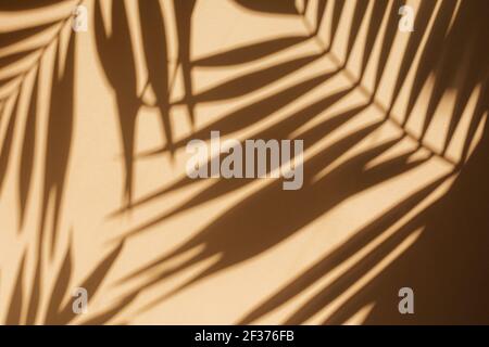 Die Schatten der Palmblätter an der Wand Stockfoto